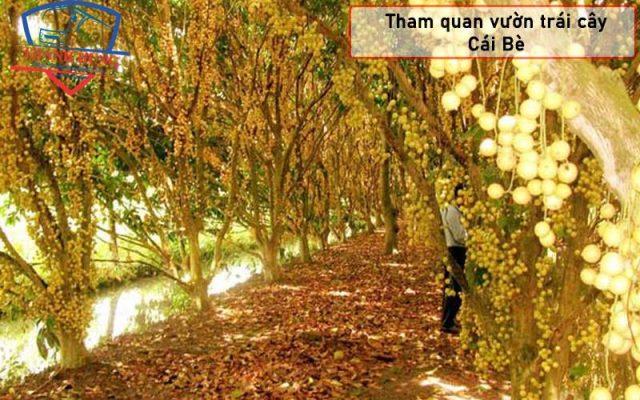 Cho thuê xe đi cái bè tiền giang